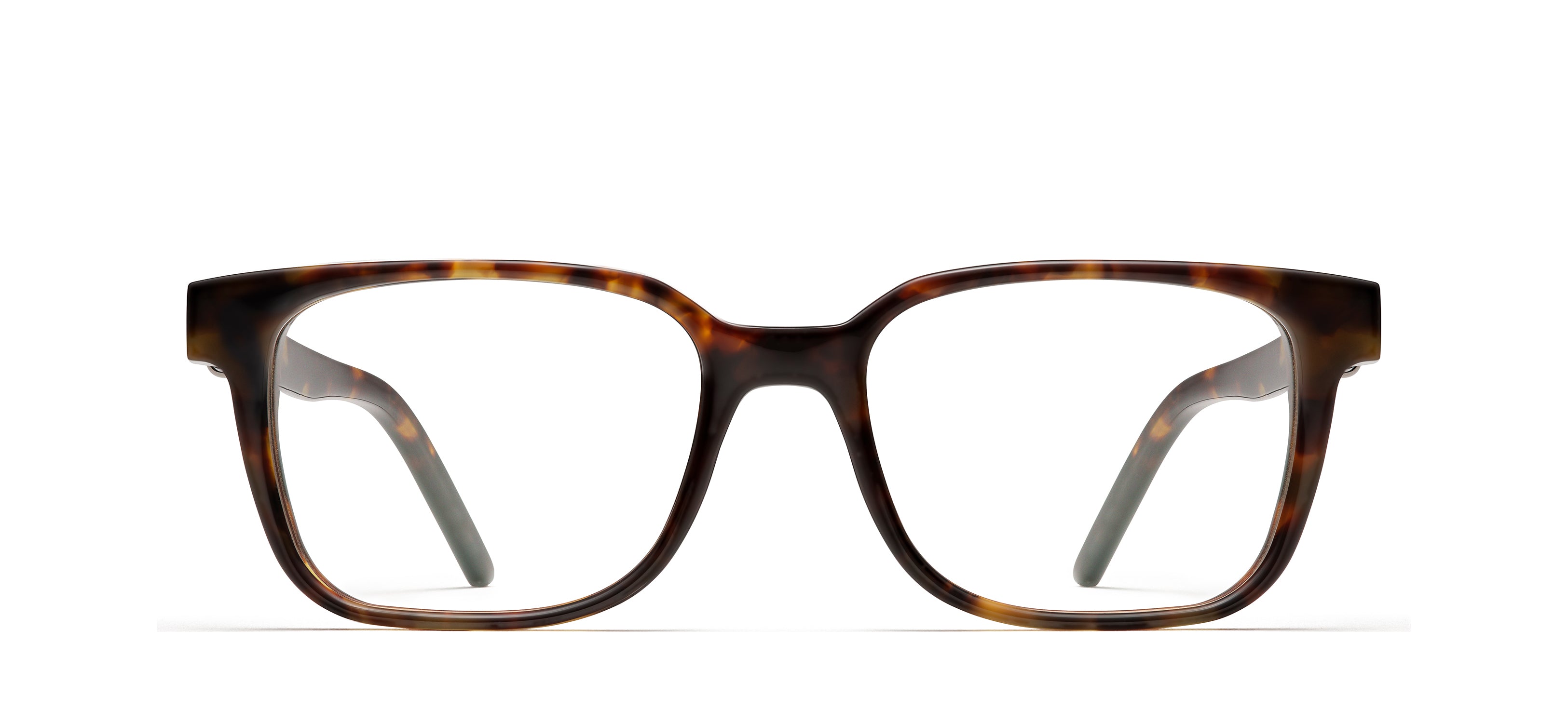 Tortoise 419